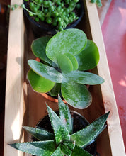 Load image into Gallery viewer, Organic Planter Kit
